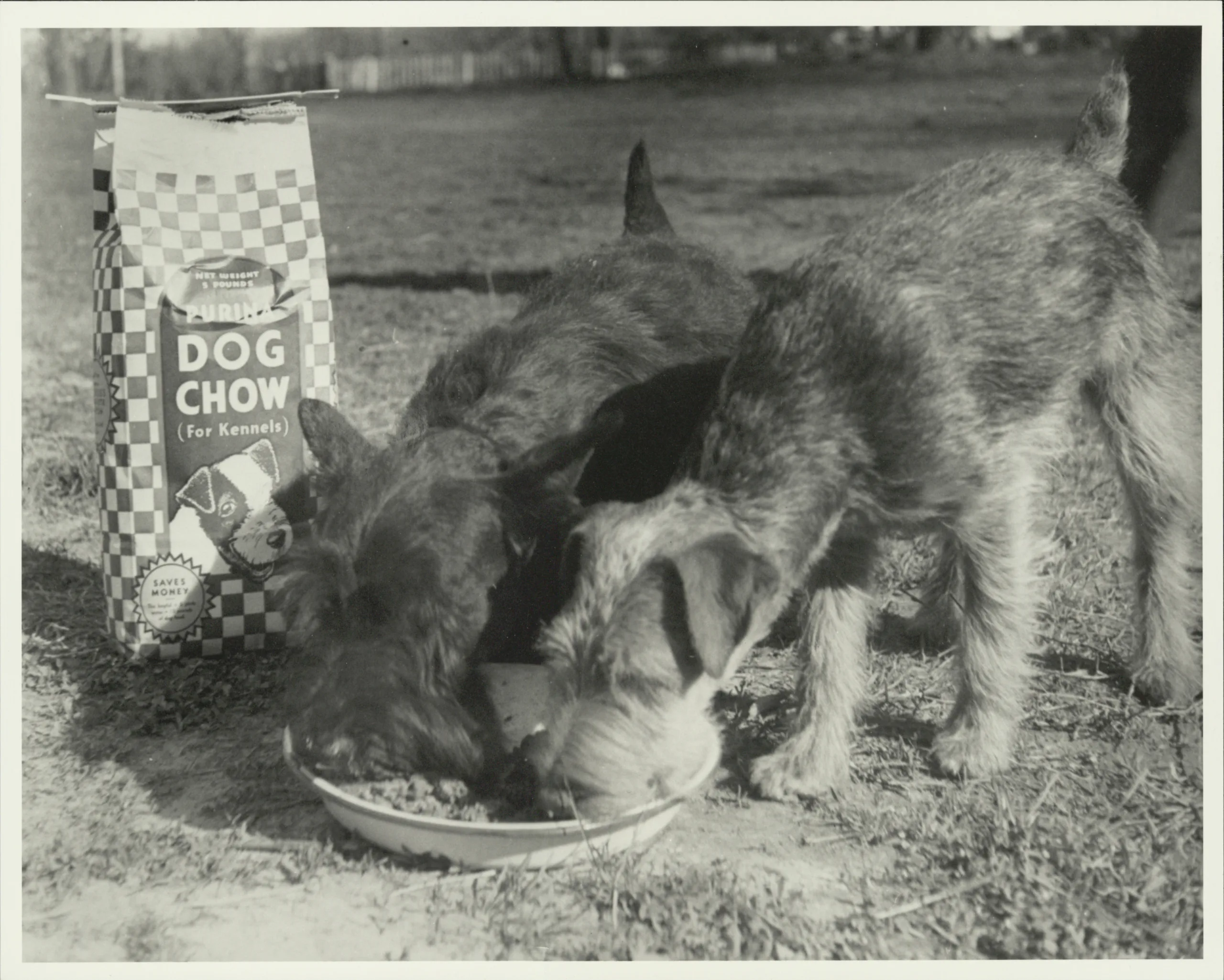 Dogs gather around a bowl of Purina Dog Chow