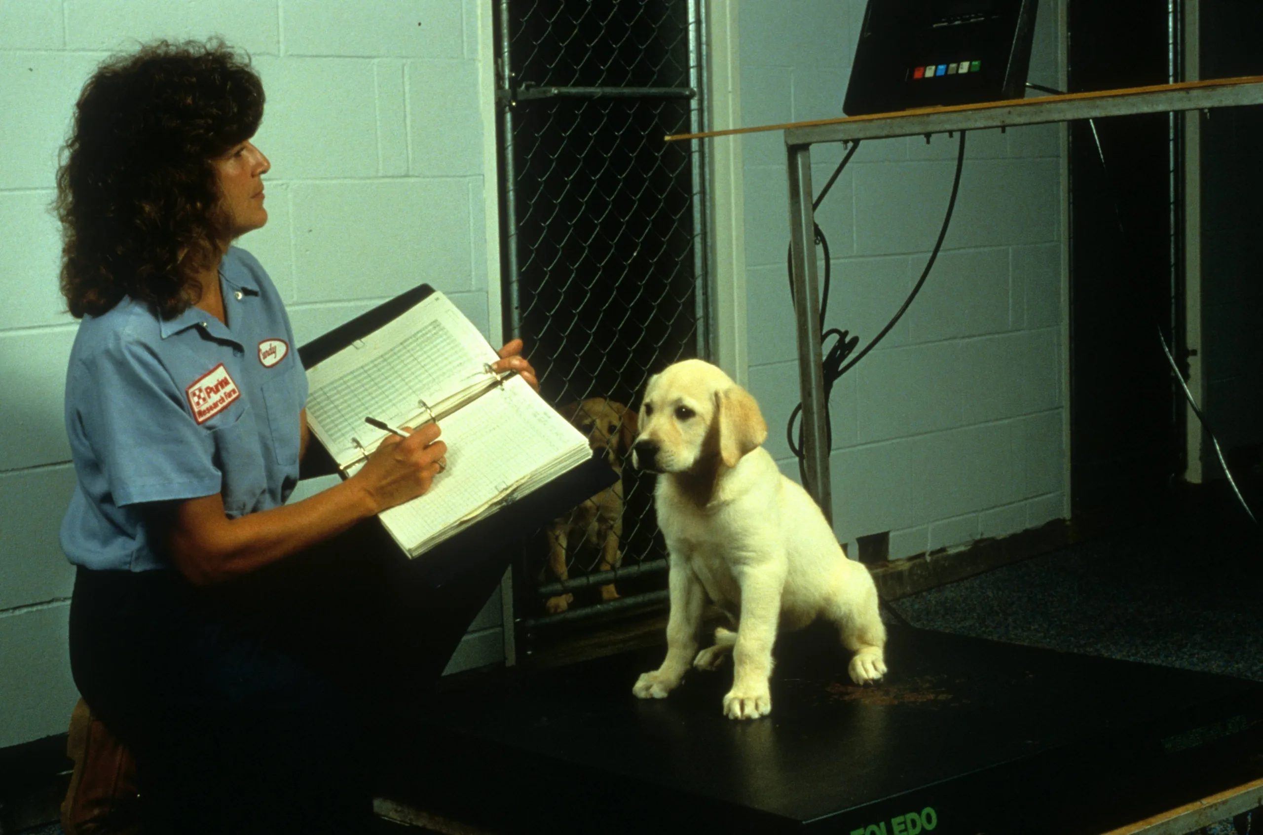 Purina employee recording information while a yellow Labrador puppy sits on a platform during an evaluation.