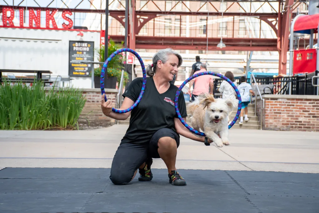 A dog leaps through hoops during a performance by the Purina Incredible Dog Team.