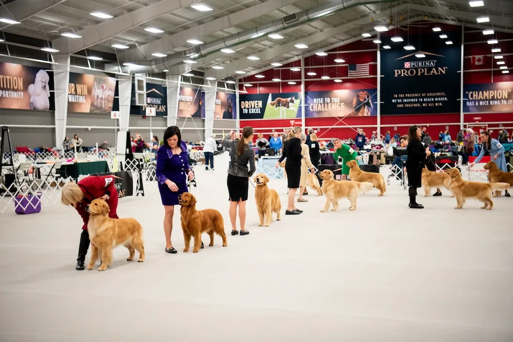 Golden retrievers and their handlers compete in a dog show at the Purina Event Center.