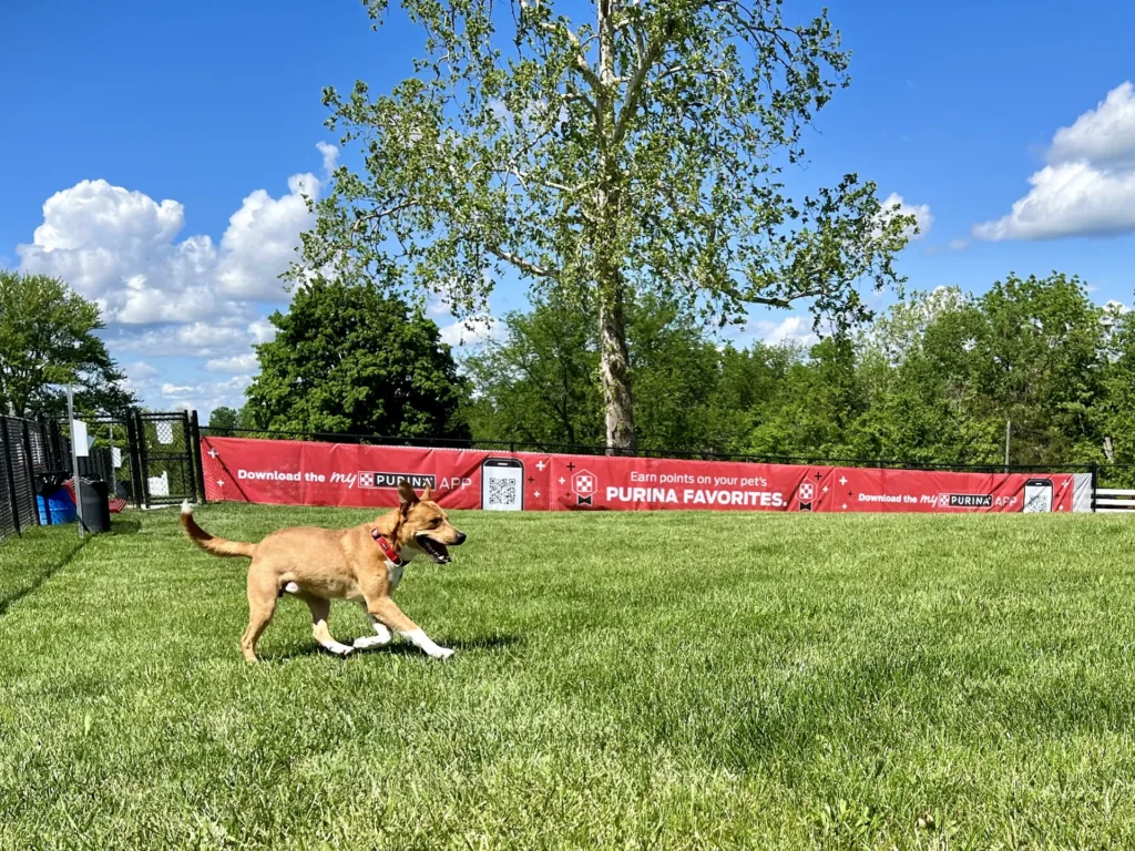 Purina's pups play yard gives dogs space to play, exercise, and explore alongside their owners.