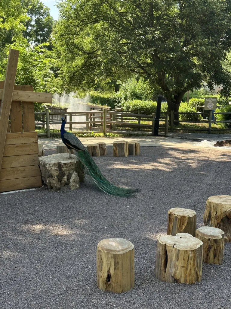 Grant's Farm opened its Nature Exploration Area in June 2026.