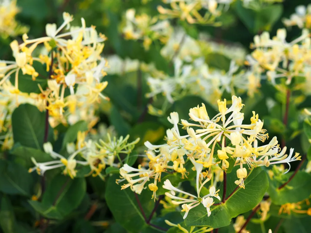 A Japanese honeysuckle bush with yellow and white blossoms.