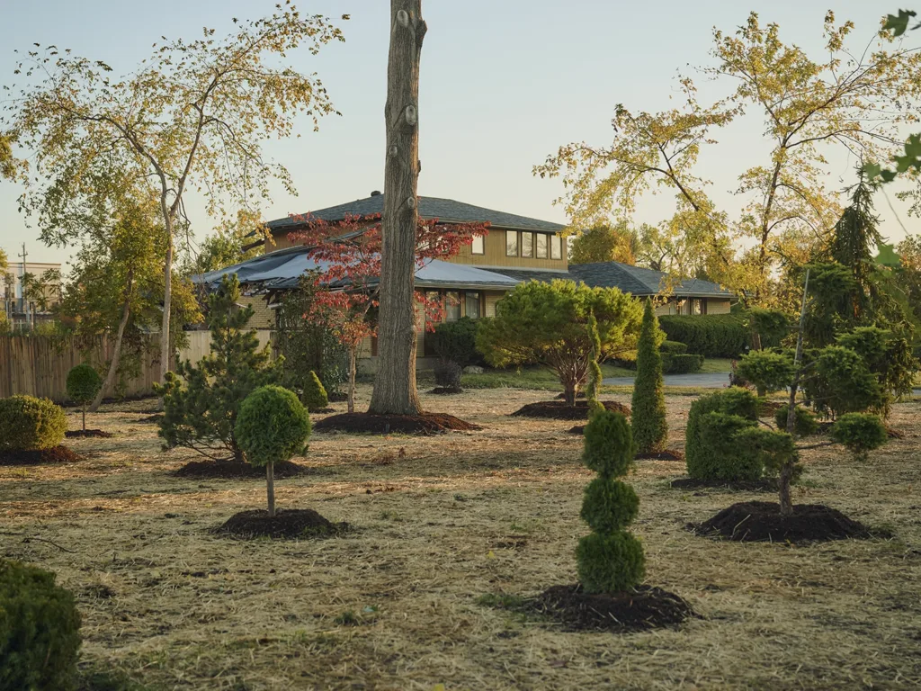 Various shapes of topiaries arranged in a spacious yard at sunset.