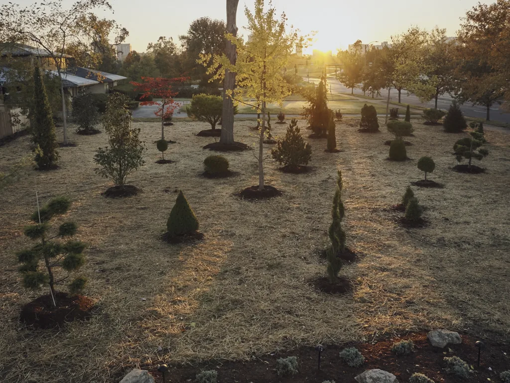 Various shapes of topiaries arranged in a spacious yard at sunset.