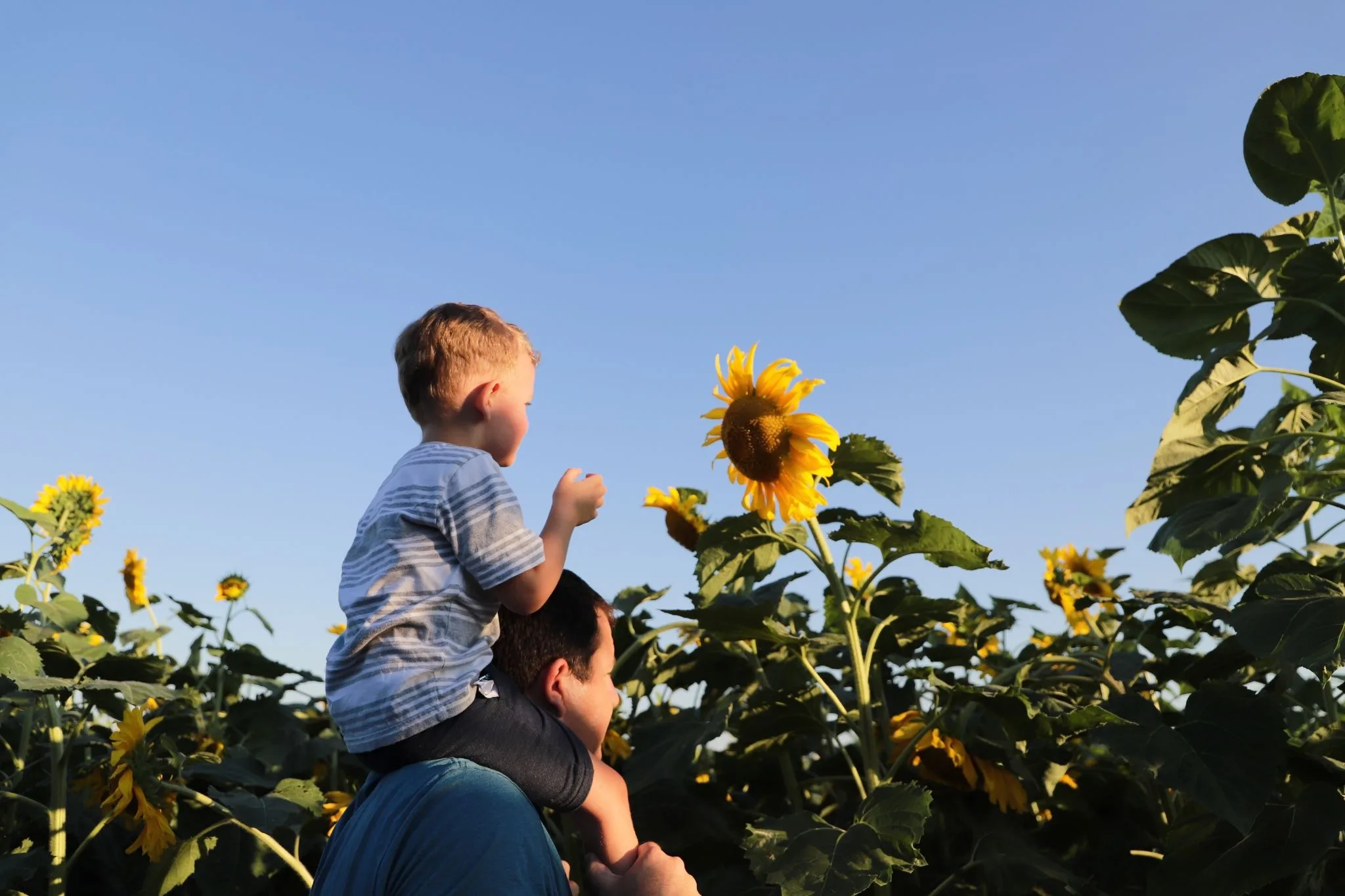 Top family-friendly events this week in St. Louis