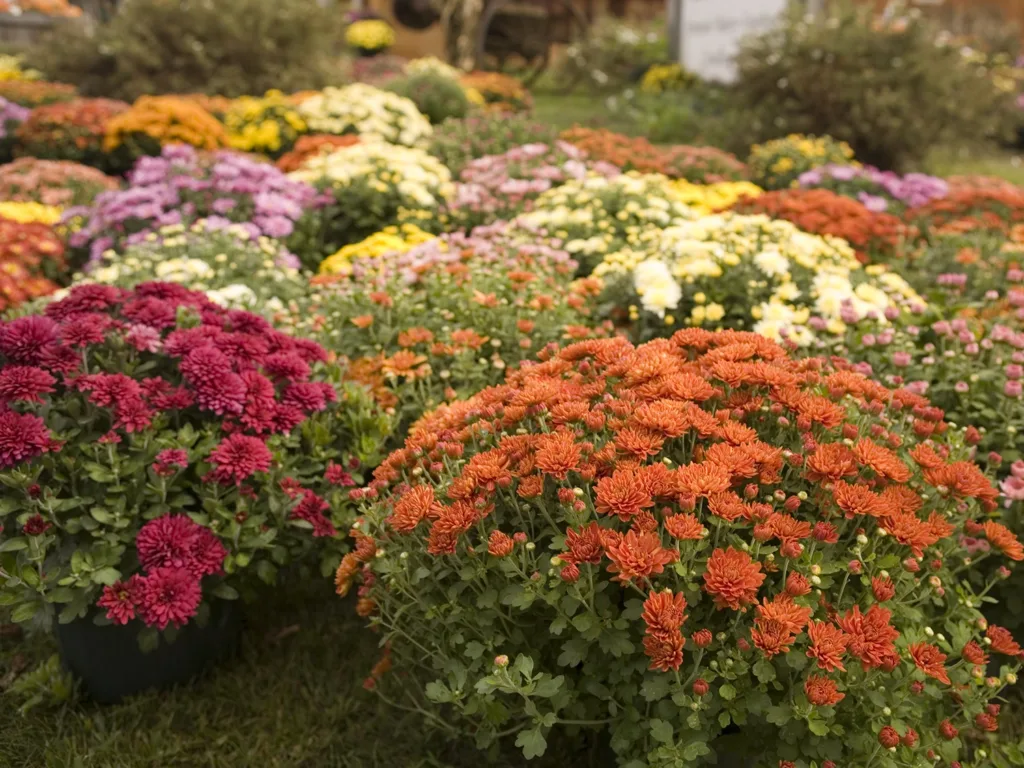 An arrangement of yellow, orange and pink mums in an outdoor setting.