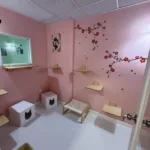 Soft colors and cherry blossom artwork create a peaceful retreat for feline guests.