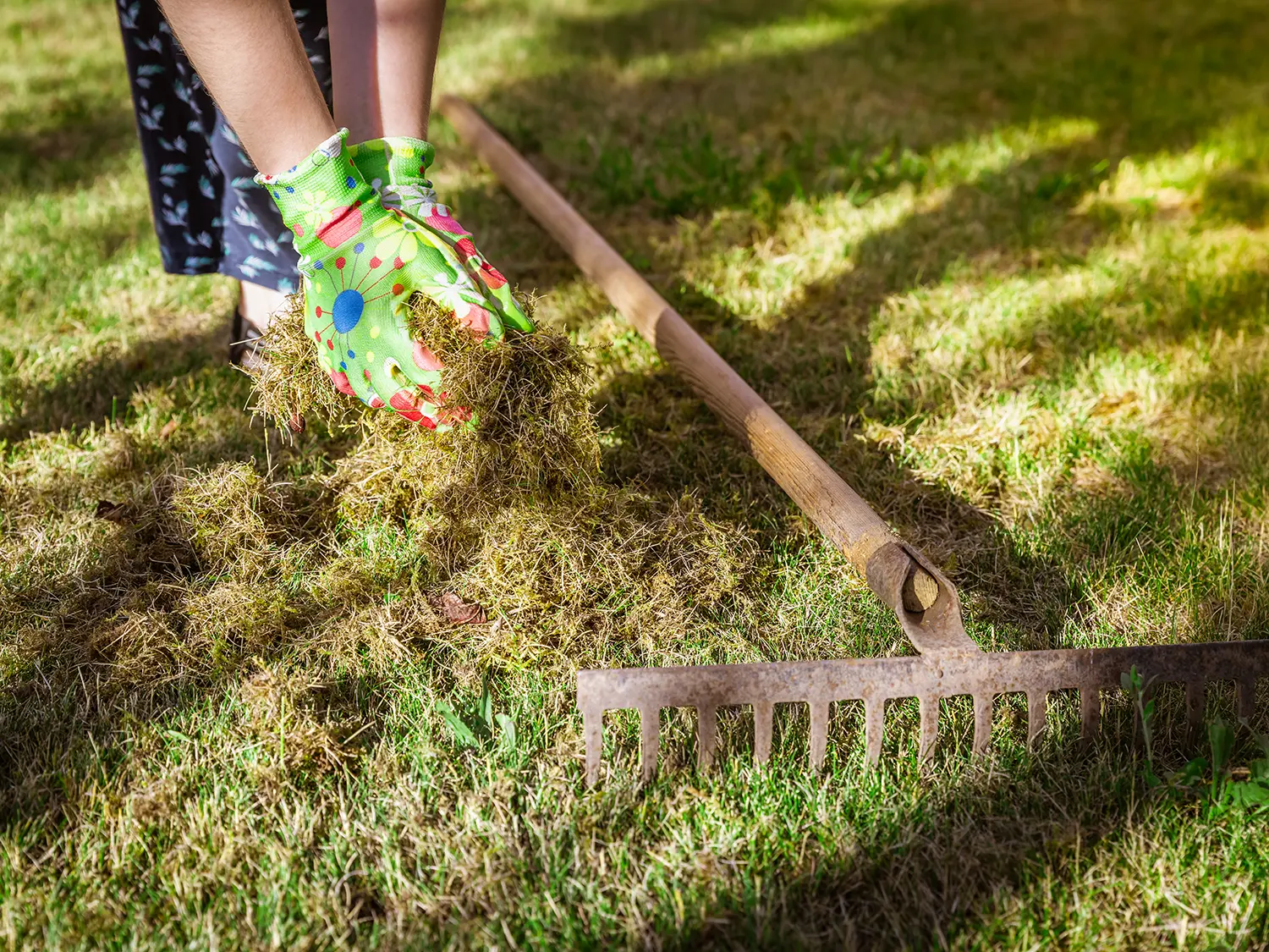 September gardening tips for St. Louisans