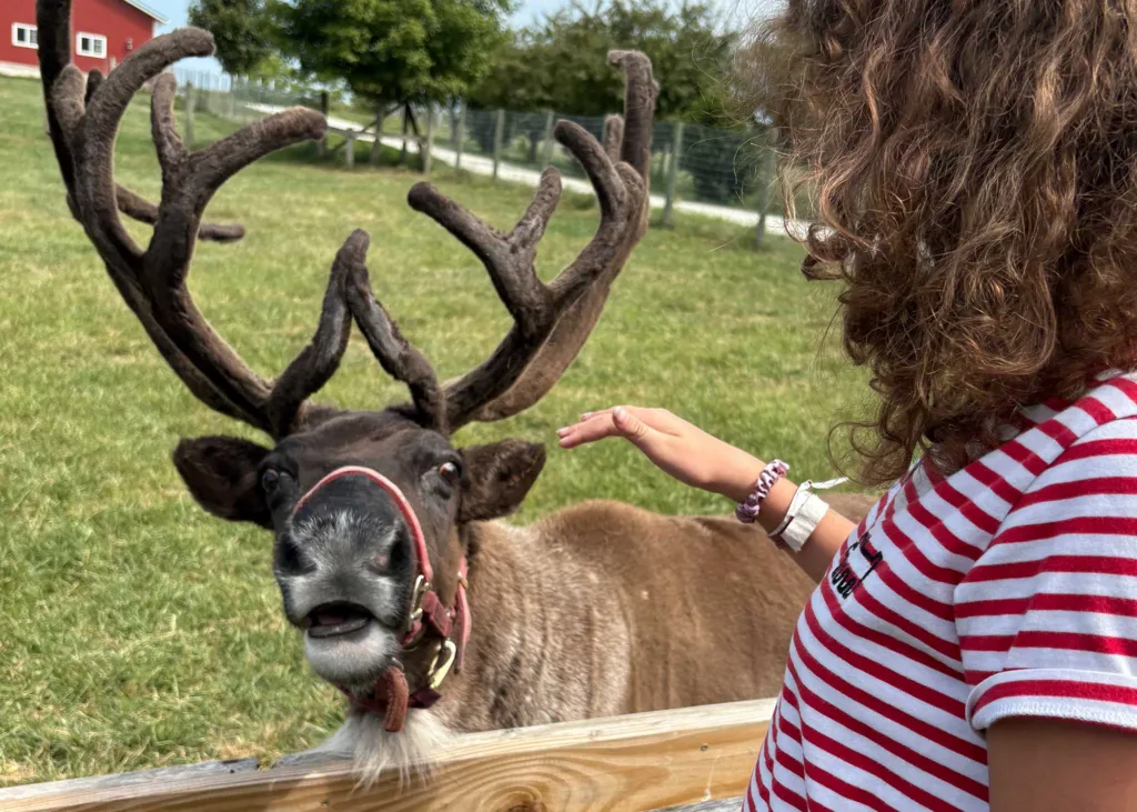 A visitor gets an up-close encounter with a reindeer at Hardy’s Reindeer Ranch.