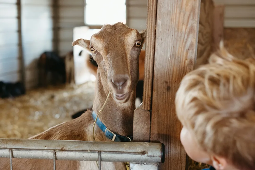A young visitor meets one of the goats at Prairie Fruits Farm & Creamery.