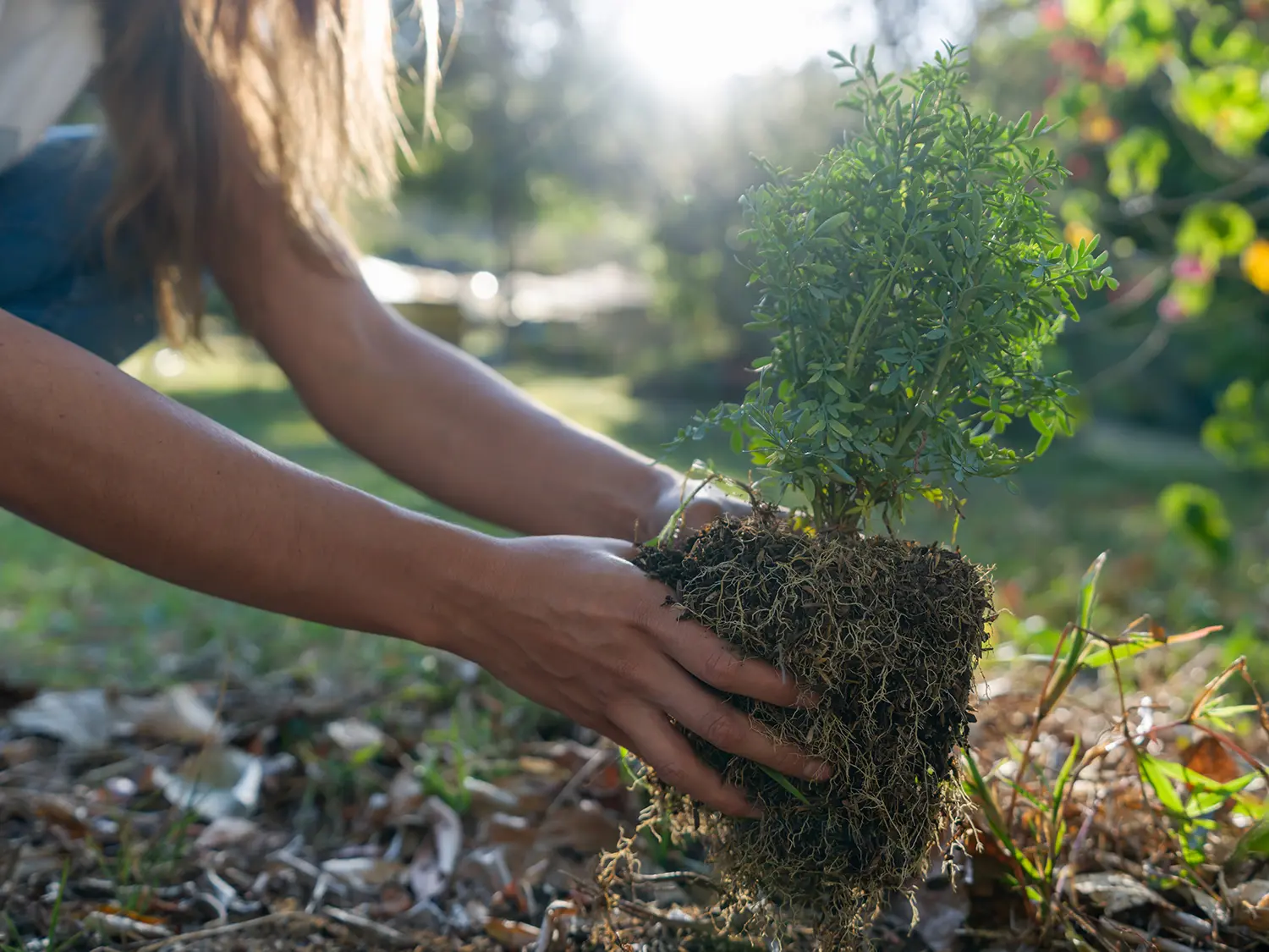 October gardening tips for St. Louisans