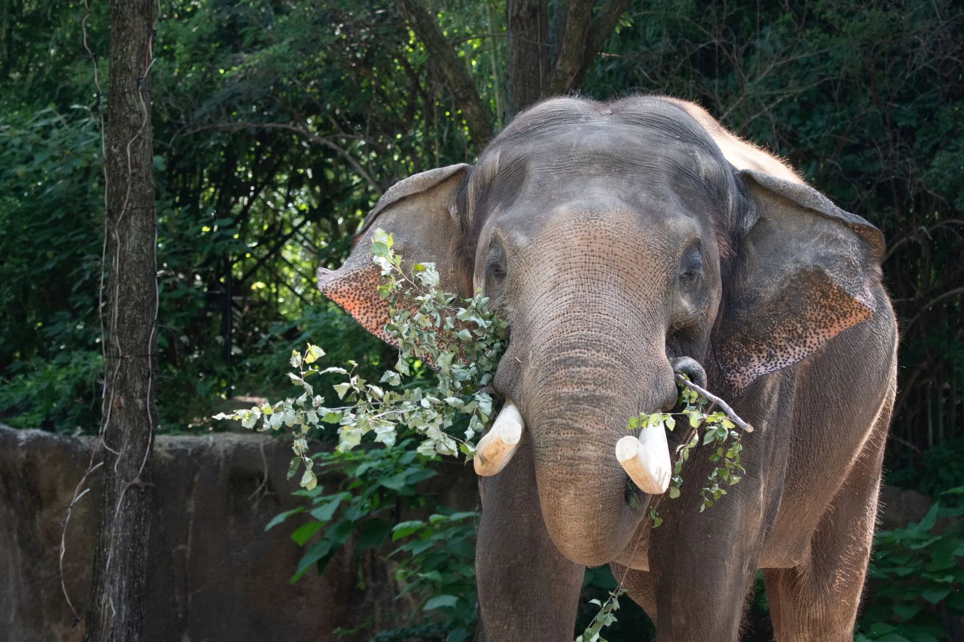 Saint Louis Zoo’s beloved elephant Raja is leaving St. Louis after 33 years