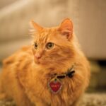 20160212_MattTheCat_0113.jpg