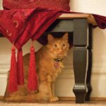 20160212_MattTheCat_0186.jpg