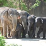 Asianelephants2012_web_StephanieRichmondSaintLouisZoo.jpg