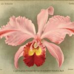 Cattleya.jpg