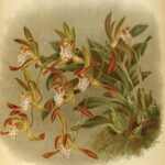 Cymbidium.jpg