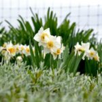 DAFFODILS_8033.jpg