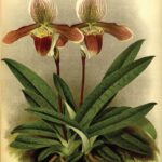 Paphiopedilum.jpg