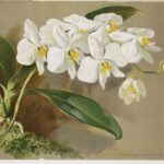 Phalaenopsis.jpg