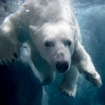 Polar%20bear%20Kali_photo%20by%20Ray%20Meibaum%20Saint%20Louis%20Zoo.jpg