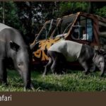 Rendering_Night%20Safari_Saint%20Louis%20Zoo.jpg