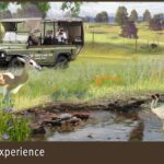 Rendering_Safari%20Experience_Saint%20Louis%20Zoo.jpg
