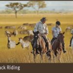 Rendering_horeseback%20riding_Saint%20Louis%20Zoo.jpg