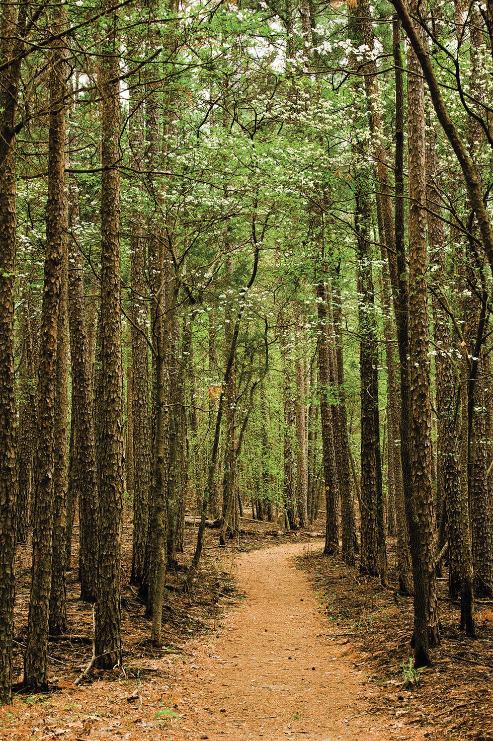 hawn_state_park.jpg