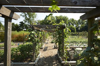 Back Yard to Table
