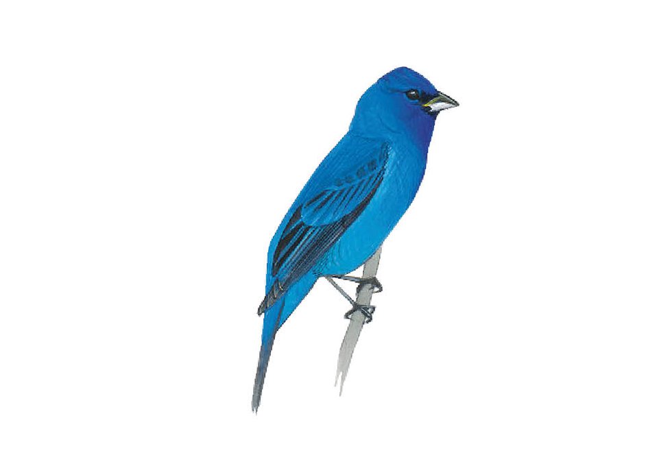 Test Your Bird Brain