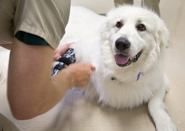 A Great Pyrenees On the Move in St. Louis