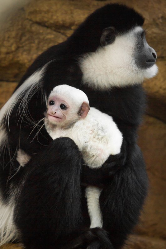 Monkey Born at Saint Louis Zoo Is Named “Ziggy” In Honor of David