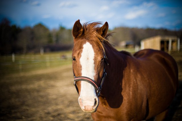 horse_shoothead.jpg