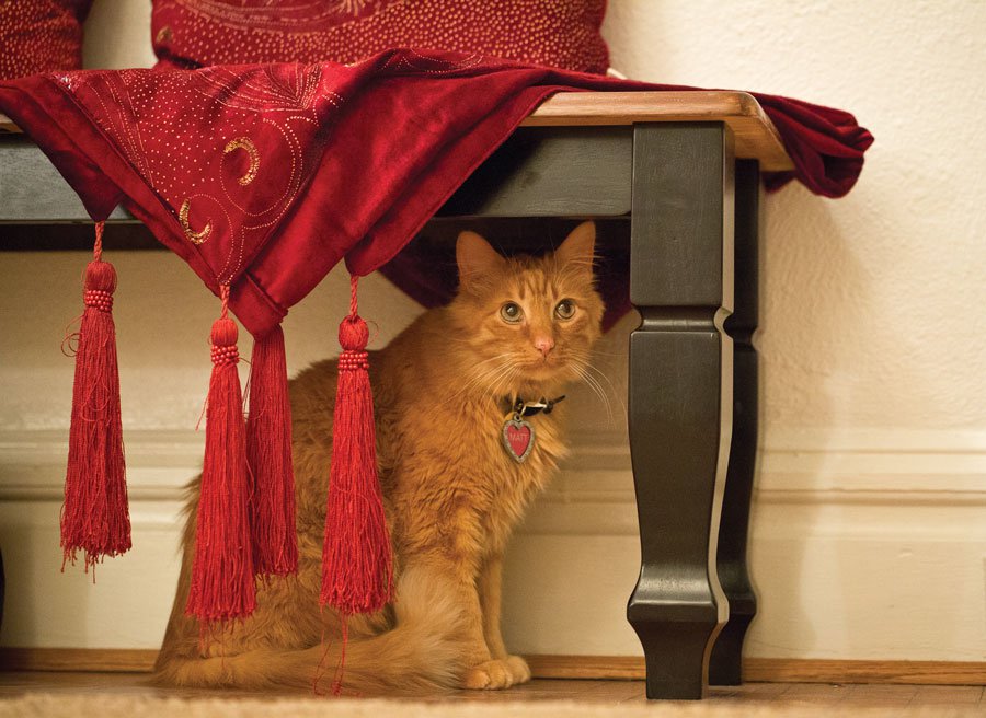 20160212_MattTheCat_0186.jpg