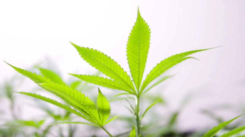 Medical marijuana in Missouri? Here’s what to know before you vote on Amendment 2, Amendment 3, and Proposition C