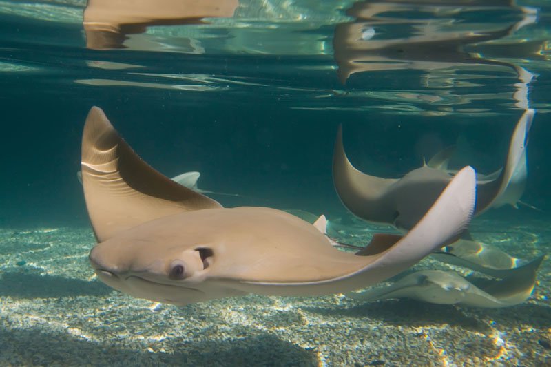 Cownose%20ray_Living%20Exhibits%20photo_sm.jpg