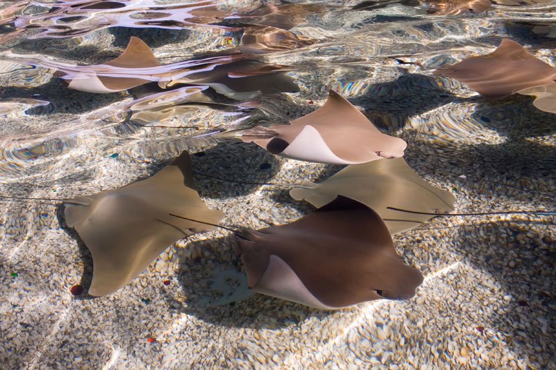 stingrays_Living-Exhibits_sm.jpg