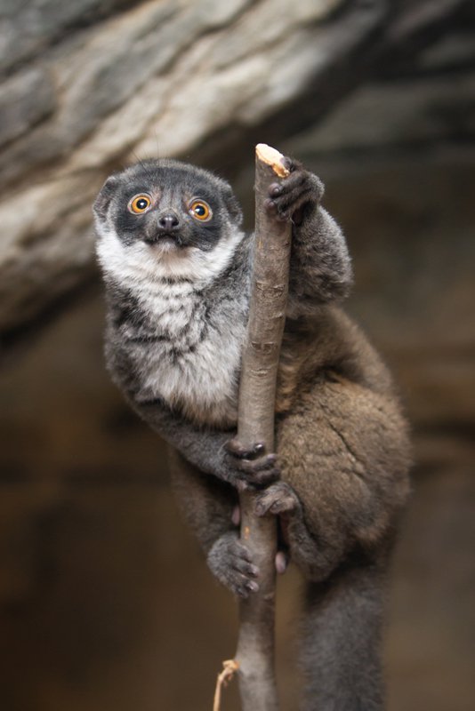 Buttercup_mongoose%20lemur_3.5%20months%20old_Ethan%20Riepl%20Saint%20Louis%20Zoo_sm.jpg