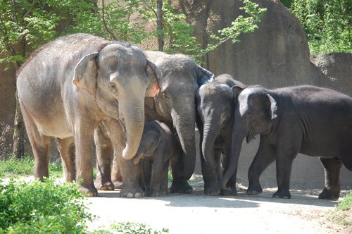 Asianelephants2012_web_StephanieRichmondSaintLouisZoo.jpg