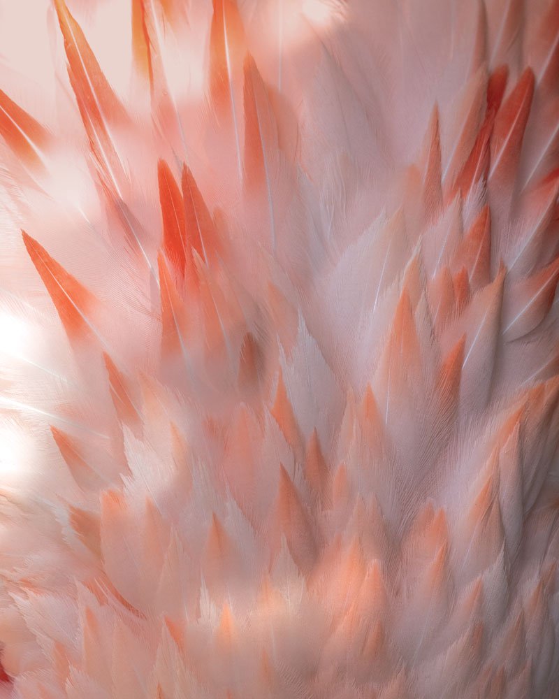 Photographer Larry Emerson sees the details that often go unnoticed