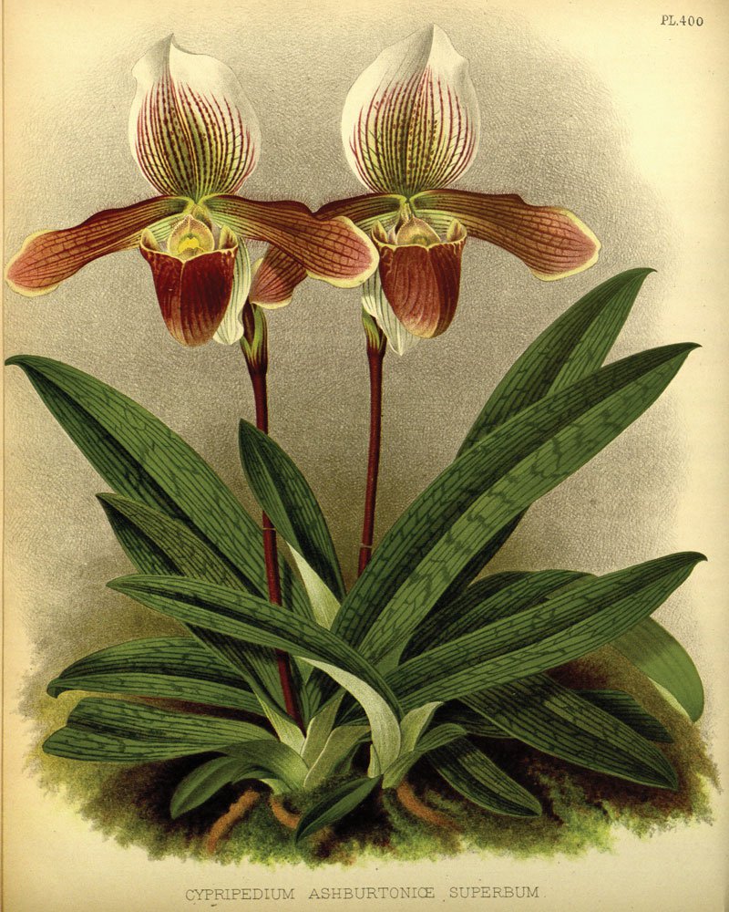 Paphiopedilum.jpg