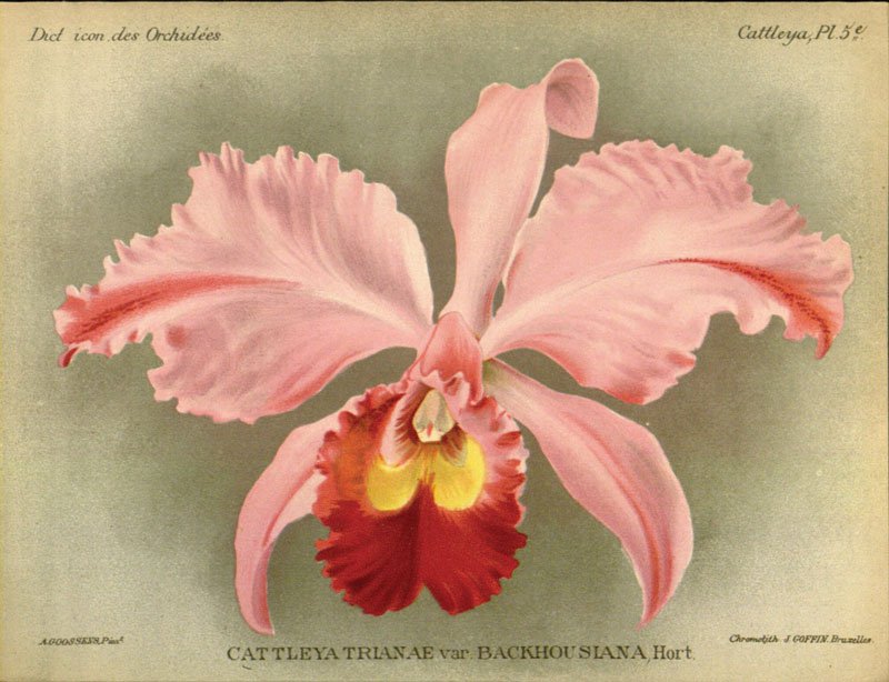 Cattleya.jpg