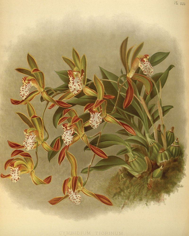 Cymbidium.jpg