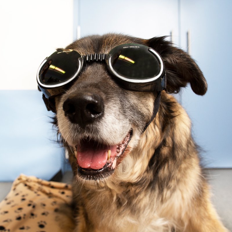 0219_Pets_HSMO4.jpg