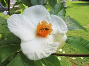 Franklin%20flower%20Kyle%20Cheeseborough.jpg