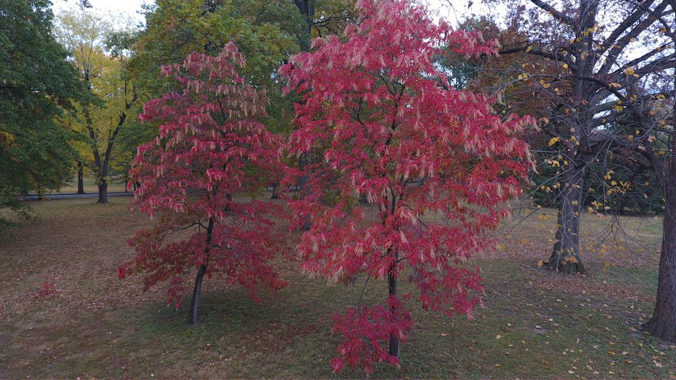 Sourwood.JPG