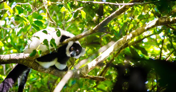 Ruffed%20lemur%20in%20Betampona%20by%20Fidy.jpg