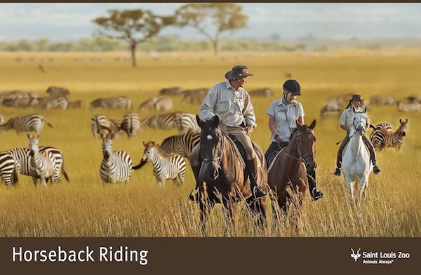 Rendering_horeseback%20riding_Saint%20Louis%20Zoo.jpg
